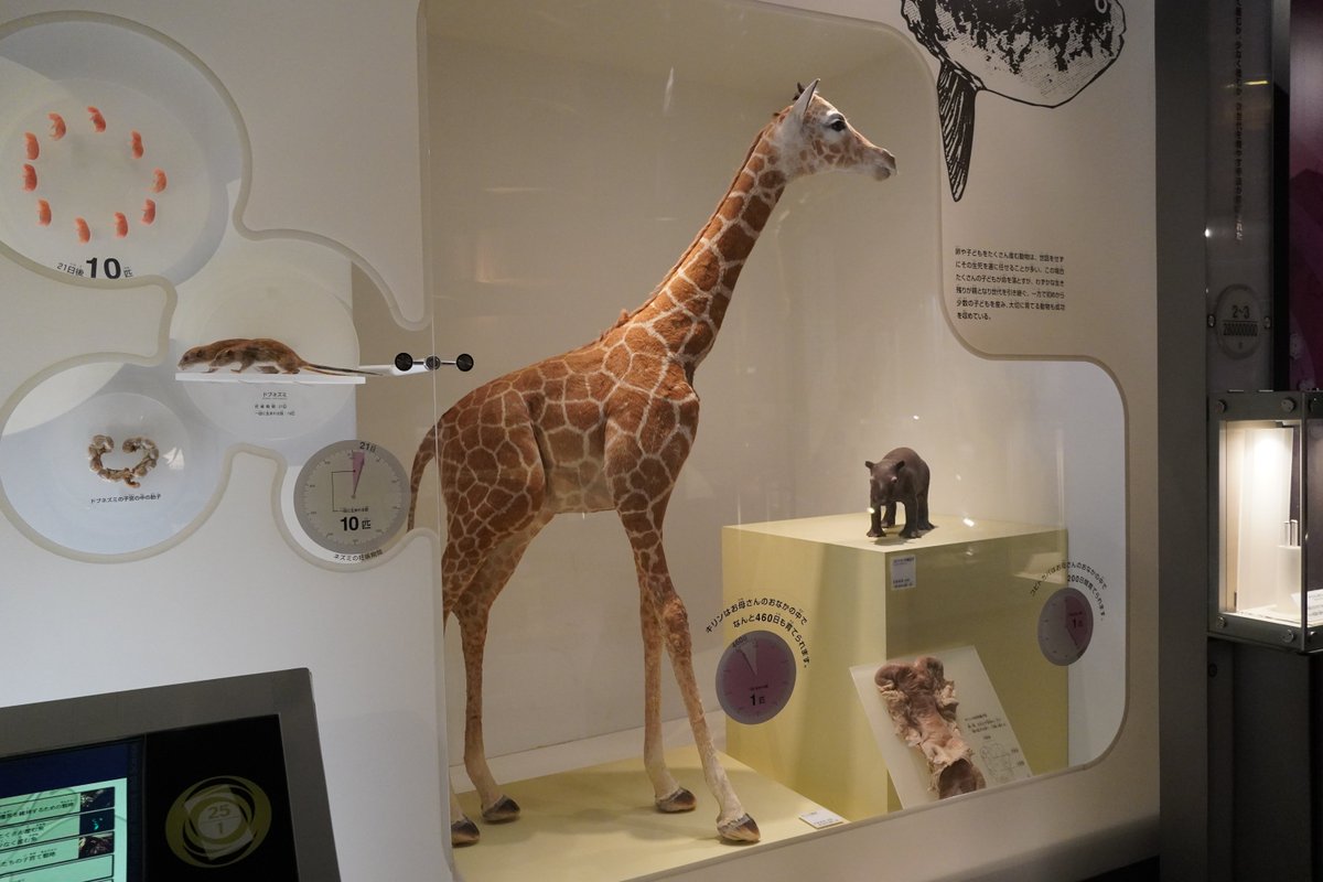 🦒6月21日は #世界キリンの日🦒 本日は「世界キリンの日」ということで