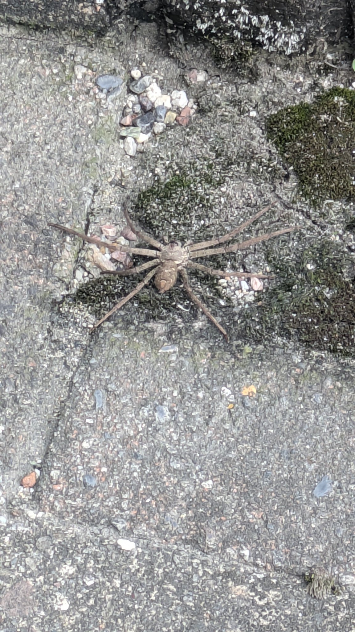 なかつき🦀 on X: 