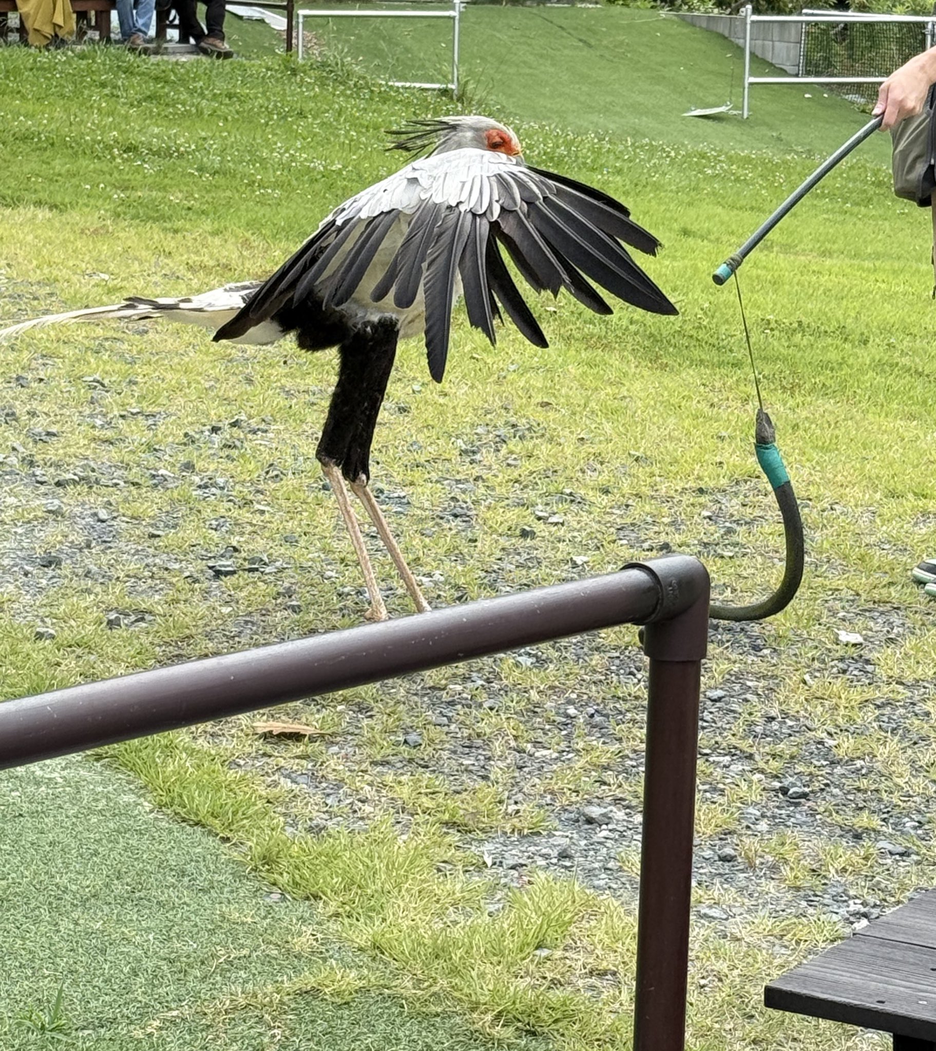 ぶんぶん♡ Stream 05. とろ美 - ぶんぶんぶん [Toromi - bun bun bun] by