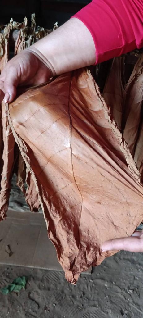 🌱Los resultados alcanzados en la #CampañaTabacalera24-25 en San Juan y Martínez, son muestra de la entrega y el compromiso de los tabacaleros.
🌱Una plantación de  2mil 701 hectáreas sembradas, 1337 casas de cura natural, 4 millones 700mil cujes recolectados.
#Tabacuba.