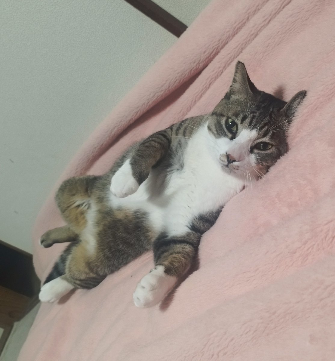 yuuyuu_dou's tweet photo. 「ほら、愛でろ」

#猫　#にゃんすたぐらむ
#猫好きさんと繋がりたい　#猫のいる生活 https://t.co/Jt92vWBWzG