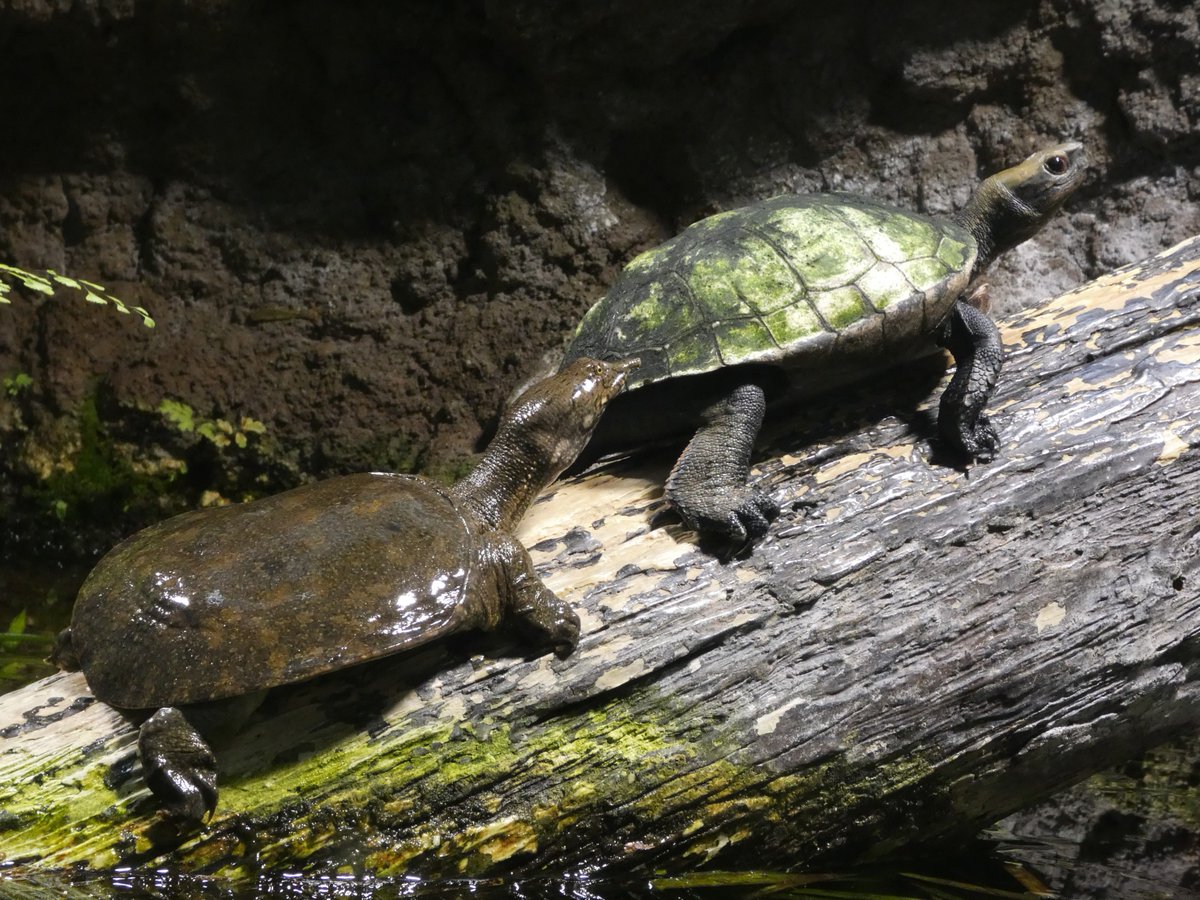#あさいち文化園
おはようございます。

水生物館の「昔の井の頭池」水槽に #ニホンスッポン がお目見えです。今朝は #ニホンイシガメ とならんでいました🐢🐢

井の頭池に昔からすむ生きものです。ぜひ探してみてください。

今日もよい一日でありますように。
#朝の動物園　#文化園の動物たち