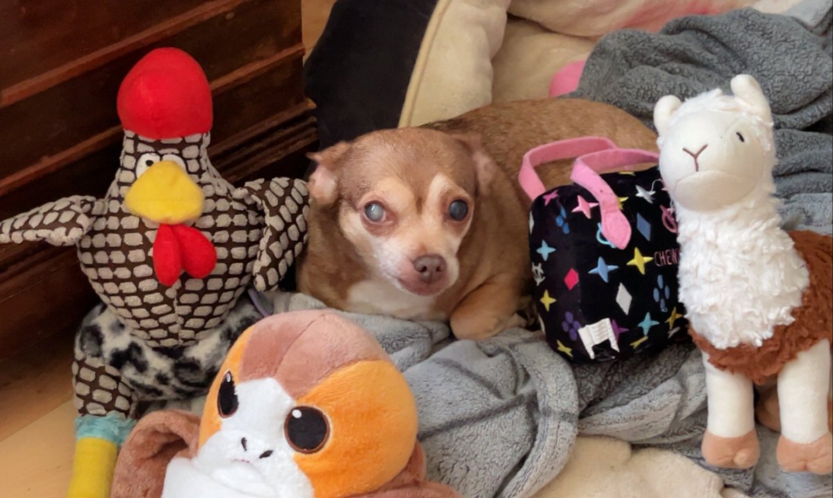 Hello, it’s #friendship Friday &amp; I’m here hanging out with some of my favorite stuffed friends. 
"Friends are like puzzle pieces - when they're missing, you're not complete 🧩❤️. So grateful to have friends who fit perfectly into my life!”💕 ~Chica #TaterTotSquad #Dogs #pets #Dog