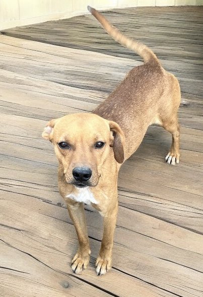 Es un bebé de 9 meses 
Convive con perros y niños. Fue abandonado y llegó al refugio con la esperanza de que le encontremos una familia pero hasta ahora eso no sucedió. Una familia para Chango! Si queres cambiarle la vida a este precioso escribinos por WhatsApp al 1123750899