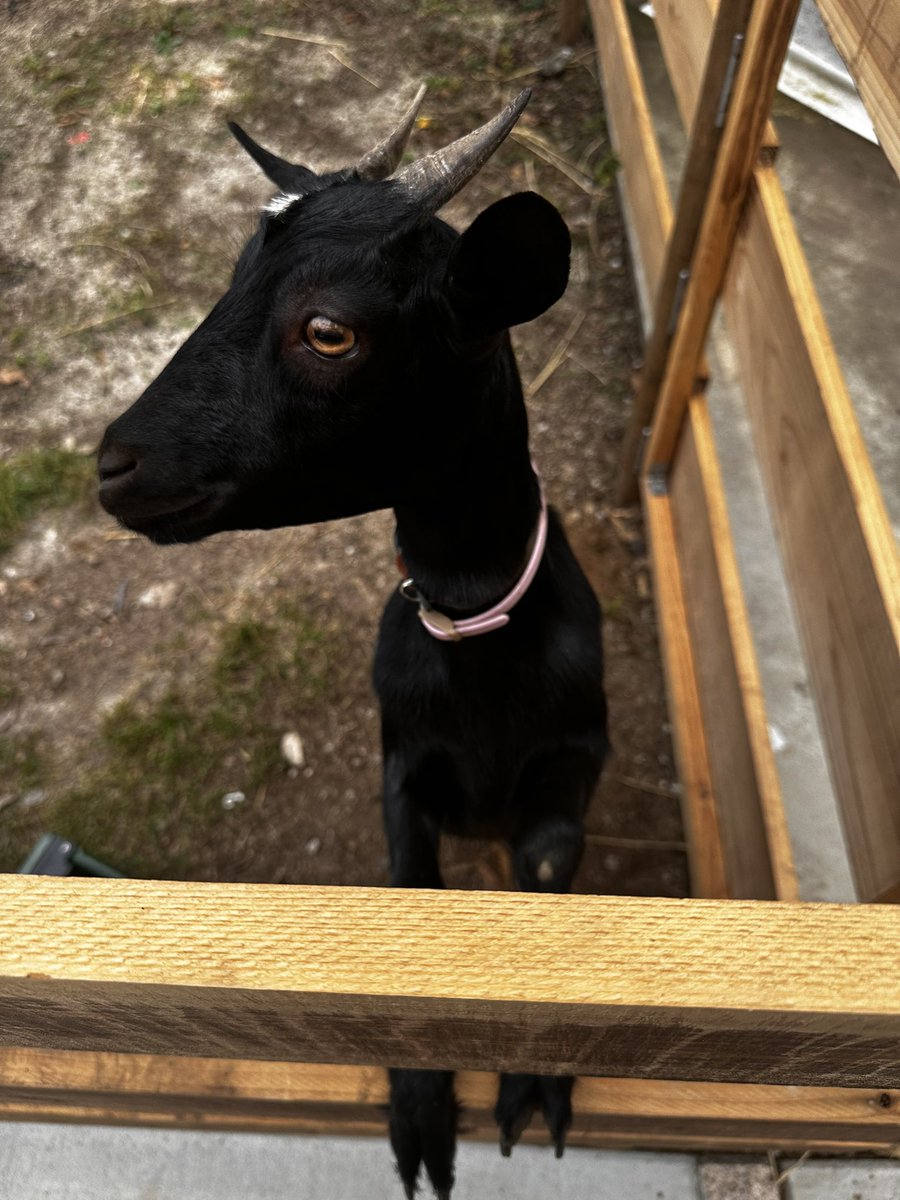 takuma_baz's tweet image. ヤギかわいい