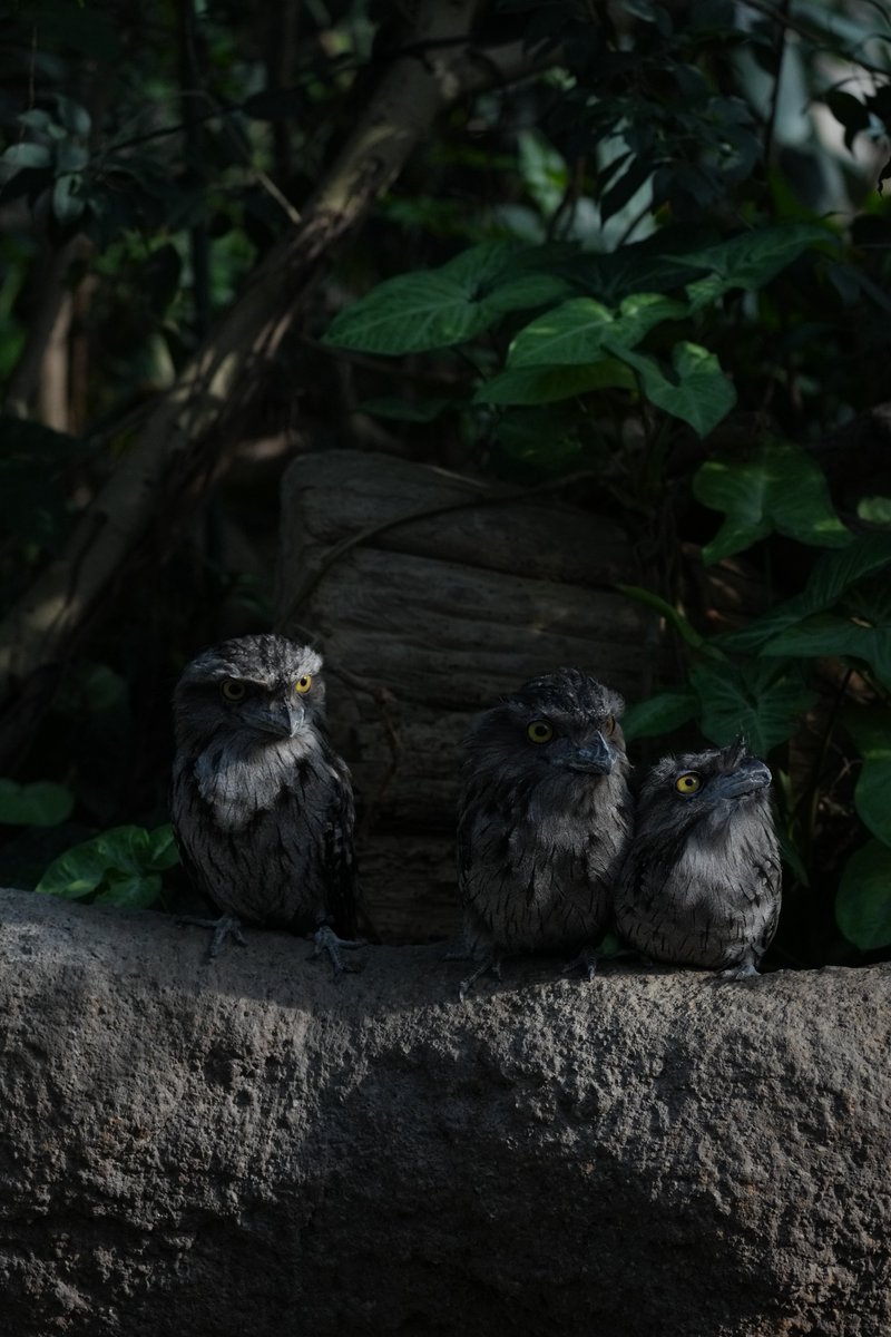 ヨタカーズ

#神戸どうぶつ王国 
#オーストラリアガマグチヨタカ