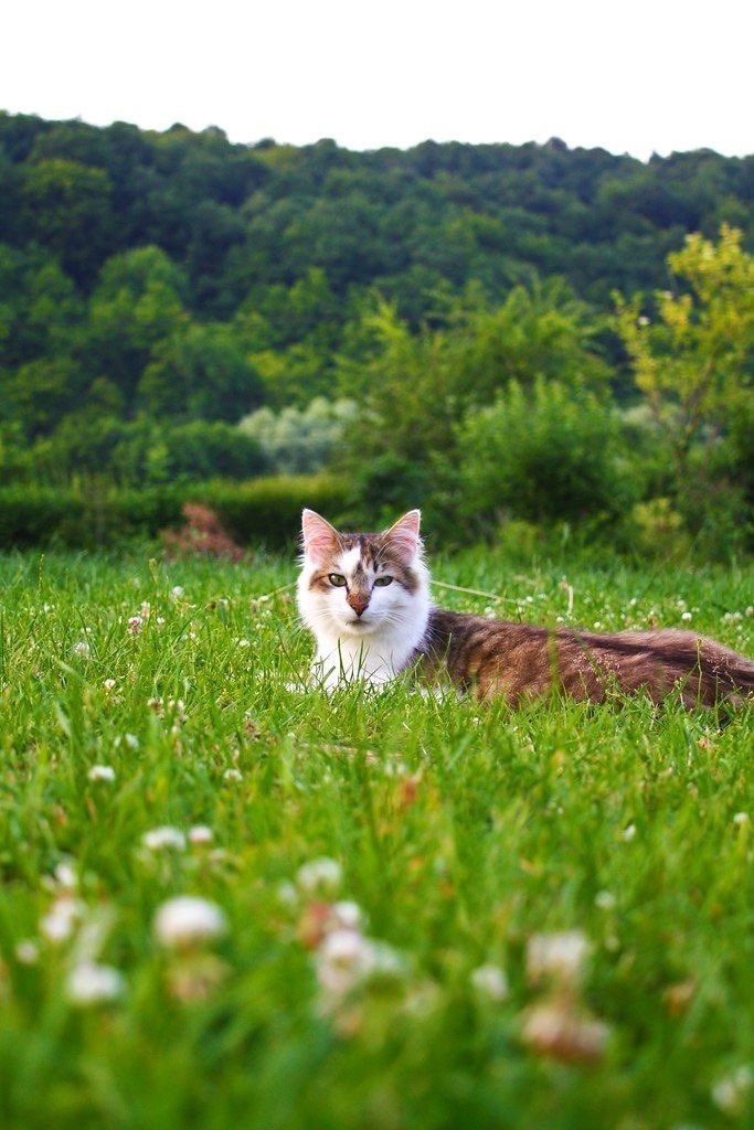 Өглөөний мэнд.

Happy Saturday everyone. Wishing all of you a fantastic day ahead 🔅🌿🌿🌿 ❀𖤣𖥧𖡼𖥧𖤣🐈🤍
#flowers #TLを花でいっぱいにしよう 
   (📷 Pinterest)