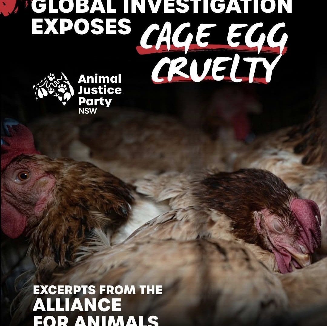 AJPNSW's tweet photo. Read the story here:
https://t.co/6lloYBn595
Sign:
https://t.co/oTzSXKmkyH https://t.co/PM8DDtWono