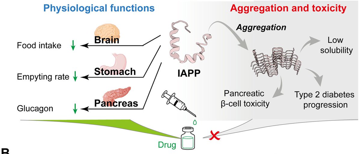 Pancreatic Cell News (@pancreaticcell) on Twitter photo What is the impact of natural glycosylation on #islet #amyloid polypeptide aggregation? 🤔
Gain insights from this <a href="/ScienceAdvances/">Science Advances</a> study: bit.ly/3I5Bnk1 What is the impact of natural glycosylation on #islet #amyloid polypeptide aggregation? 🤔
Gain insights from this <a href="/ScienceAdvances/">Science Advances</a> study: bit.ly/3I5Bnk1