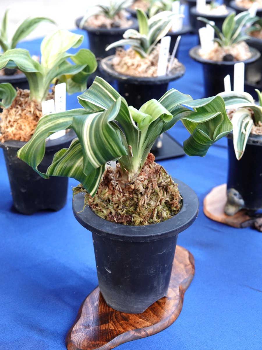 「古典園芸 ''SHOW &amp; SALE''」開催中🎊
#観音竹 や #棕櫚竹、#万年青、#富貴蘭 など、江戸時代から観賞を目的として栽培されてきた植物を1Fフラワーホールにて多数展示しています✨専門家の手で大切に育てられた選りすぐりの逸品をこの機会にぜひご覧ください🤗