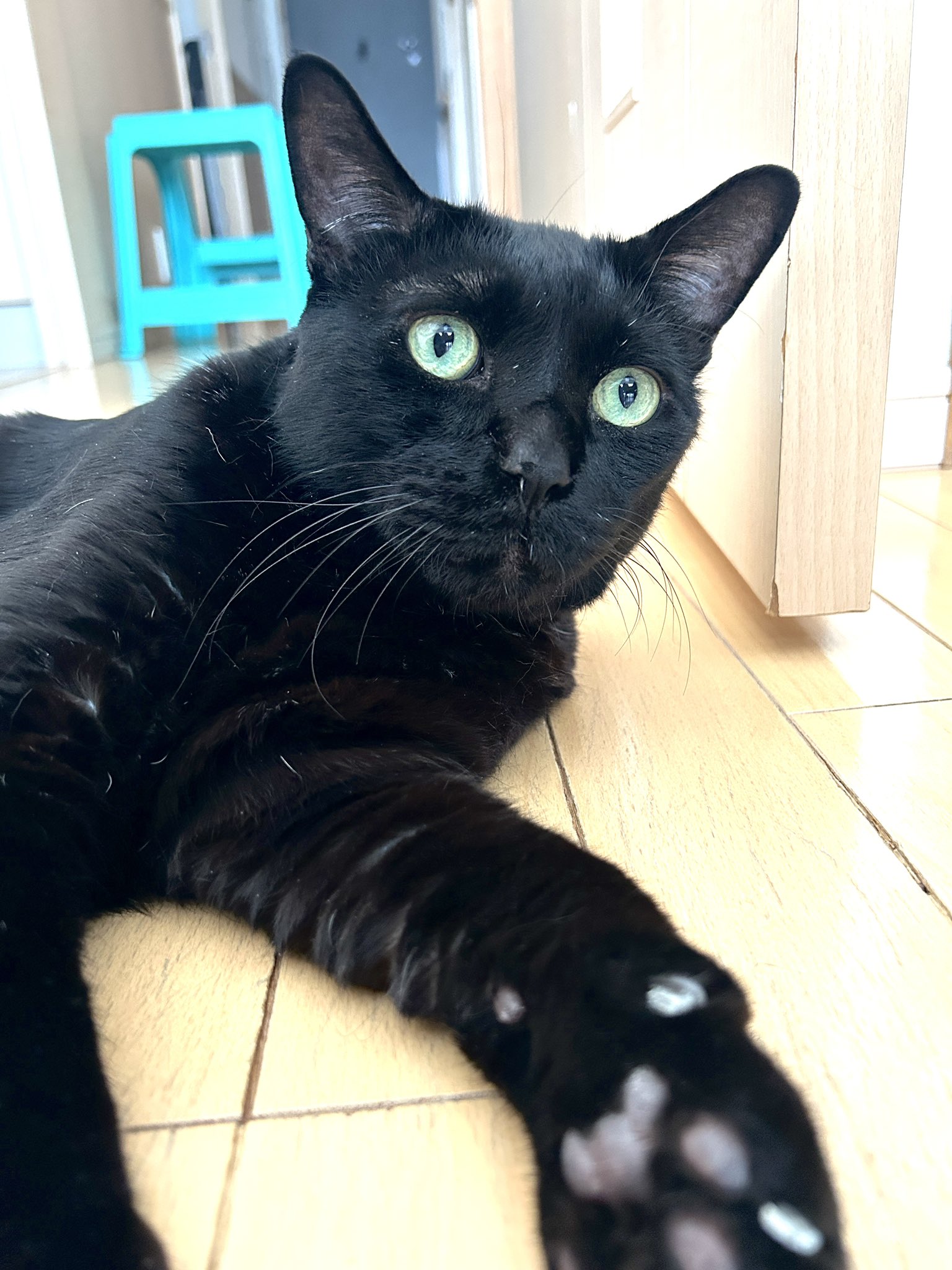 かずよん🐈‍⬛黒猫りゅう🔜S27🌟6/14.15にゃんだらけ大阪 on X