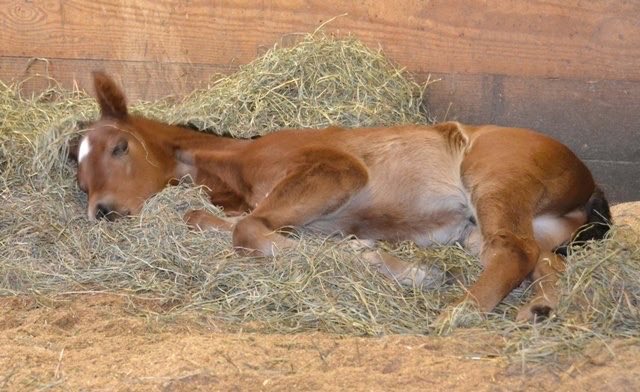 hitting the hay