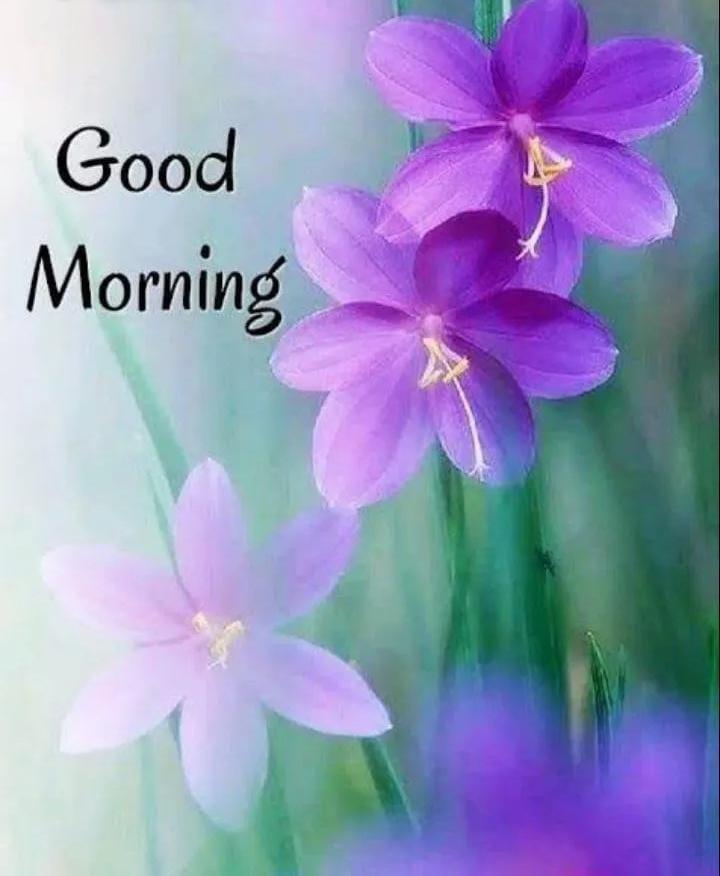 Good Morning Friends ♥️ Have a beautiful weekend 🌹