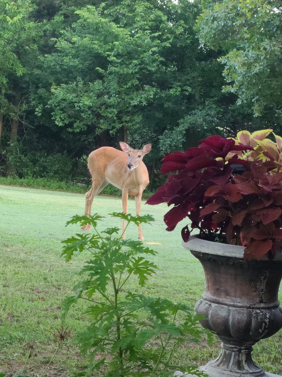 JacobTroupe's tweet image. Friend :)