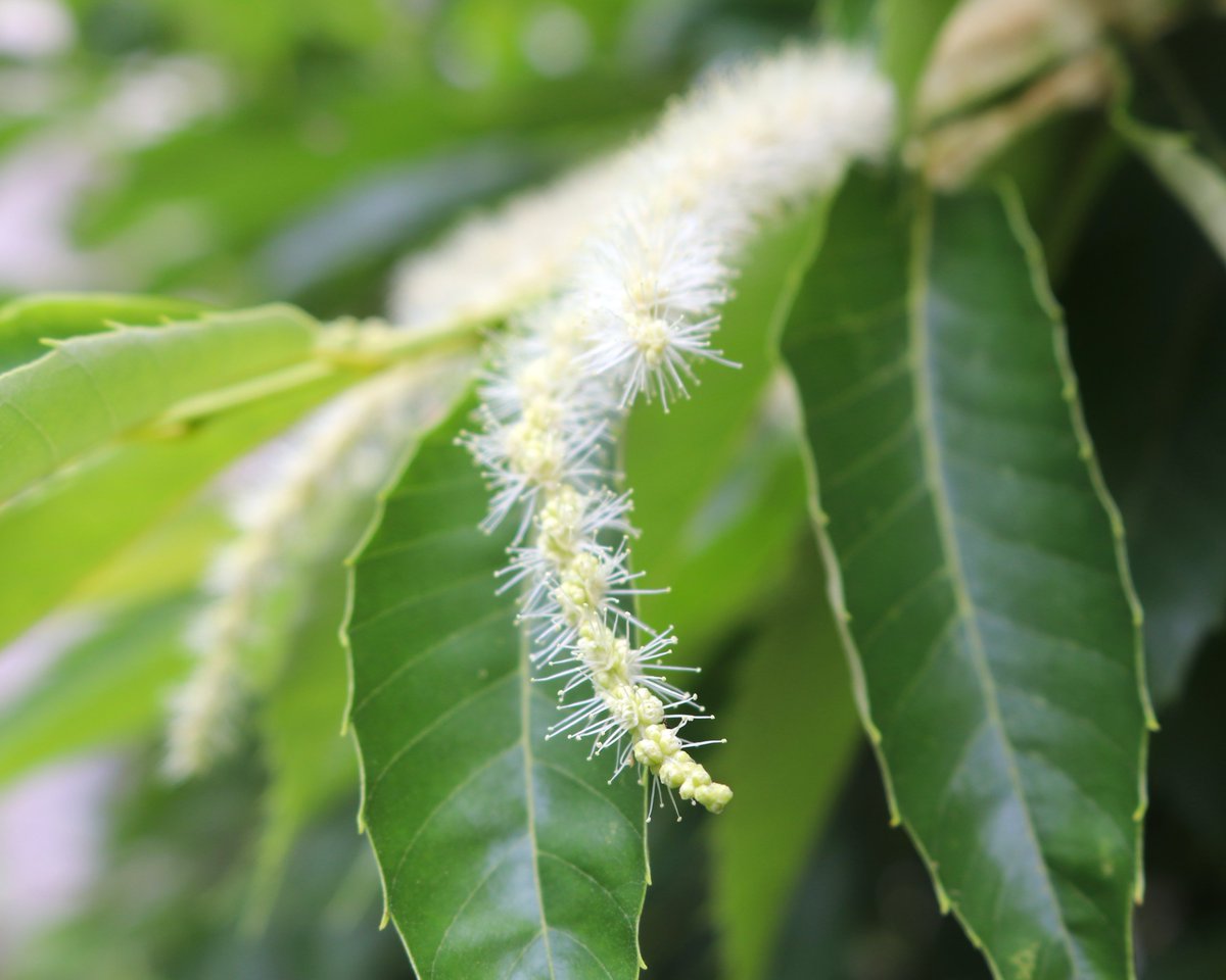 #役立つ植物広場 では #クリ が開花中！
日本の山野に広く自生するブナ科の植物で、初夏に白い花を咲かせます。
ブナ科の植物の多くは、風に花粉を運んでもらう #風媒花 ですが、クリは虫に花粉を運んでもらう #虫媒花。