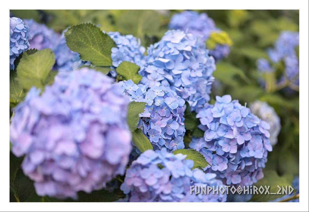 大好きな紫陽花の季節なのに、なかなか撮りに行く時間が作れずに･･･
やっと撮れました！
桜と並んで、いや桜以上に好きな花なので😊

#紫陽花
#花の写真
#TLを花でいっぱいにしよう
#FunPhoto