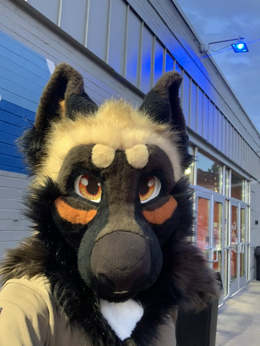 MaximMalinois's tweet image. I forgot to grab a pic for #FursuitFriday but here’s an old one. Happy #FursuitFriday and #SummerSoltice!