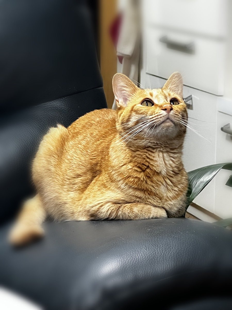 Amazonの中古パソコン💻
フリーズして逝ってしまいました🪦
(ずーっと🌀です)
3年保ちました  こんなもんでしょ
#整備品パソコン