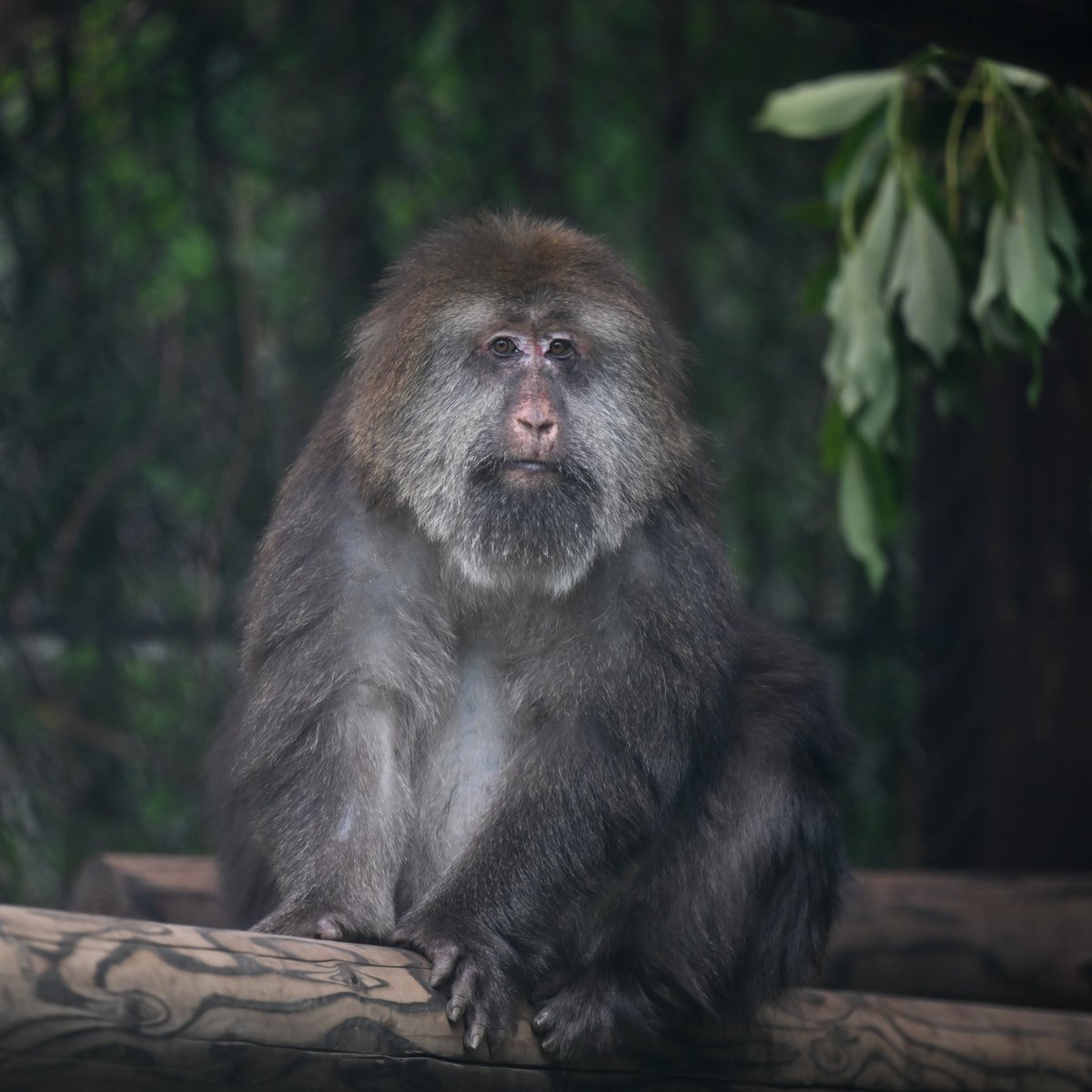 「人生は短い 遠くまで行け そして深く考えよ」（Jim Rogers）
#チベットモンキー #ズーラシア #TibetanMacaque #ZOORASIA