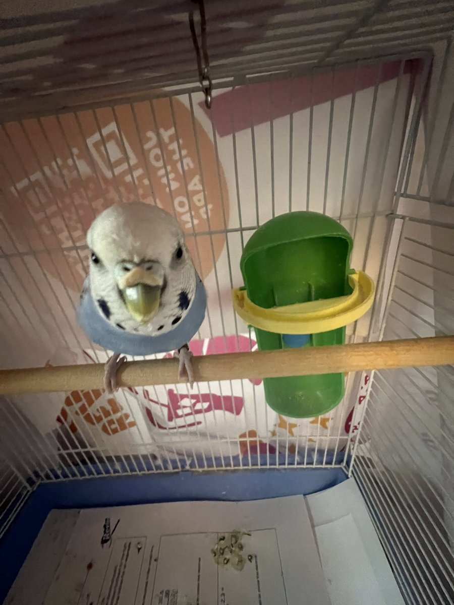 just dropped my bird off at my friends house omg missing my baby already never been away from her except for college