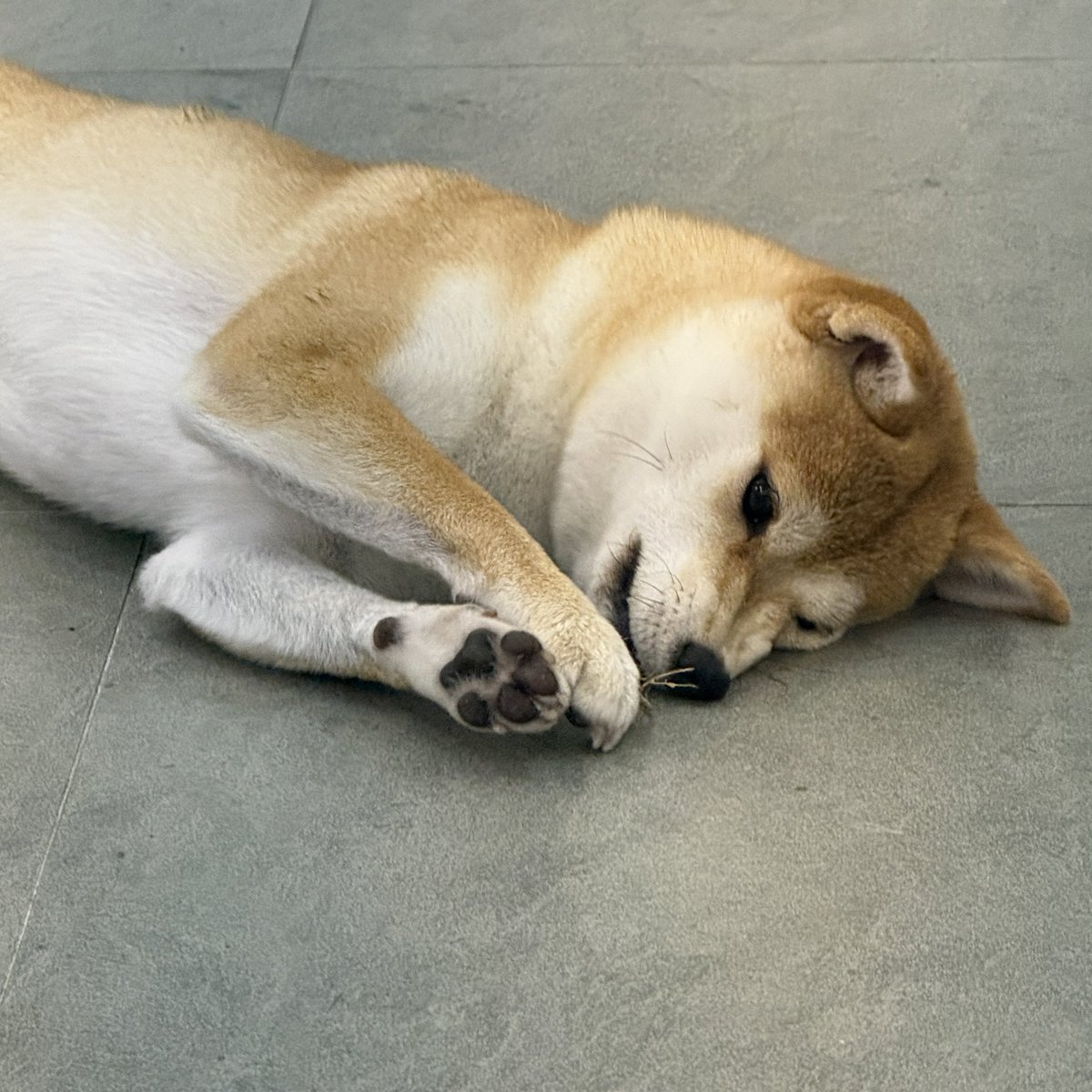 옵치세최탱커여성스트리머 김게구리세연님의 카페에 하와수 축전을 보냈어요 🍀 생일 축하합니다!!!!!!!!! (강아지 귀.엽.다)

#LUCKY_NUMBER_IS_GGR