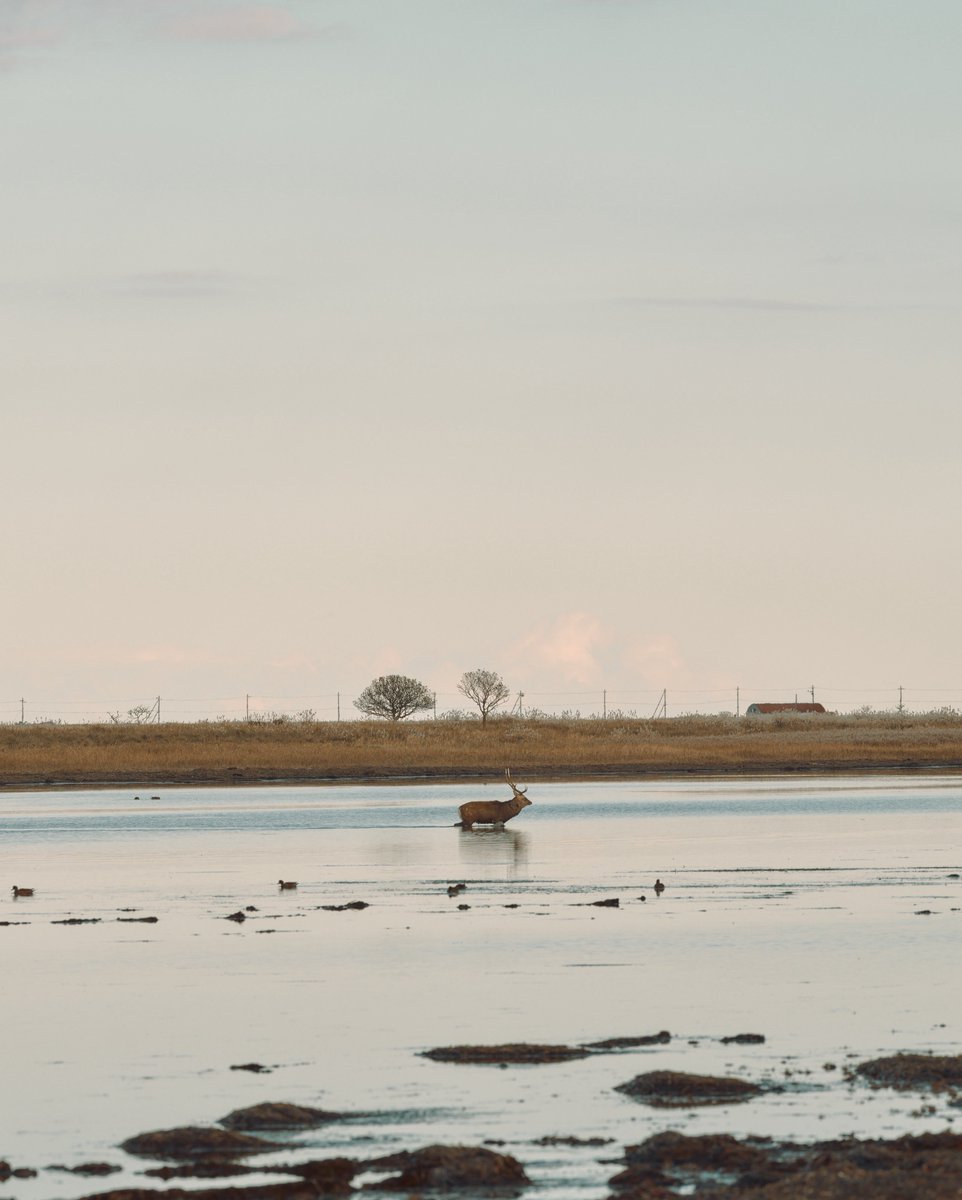 axisrevo_photos's tweet image. 野付半島のエゾシカ
GFX100
GF250mmF4
#gfx100 #gf250mmf4 #fujifilm #fujifilm_xseries #notsukepeninsula