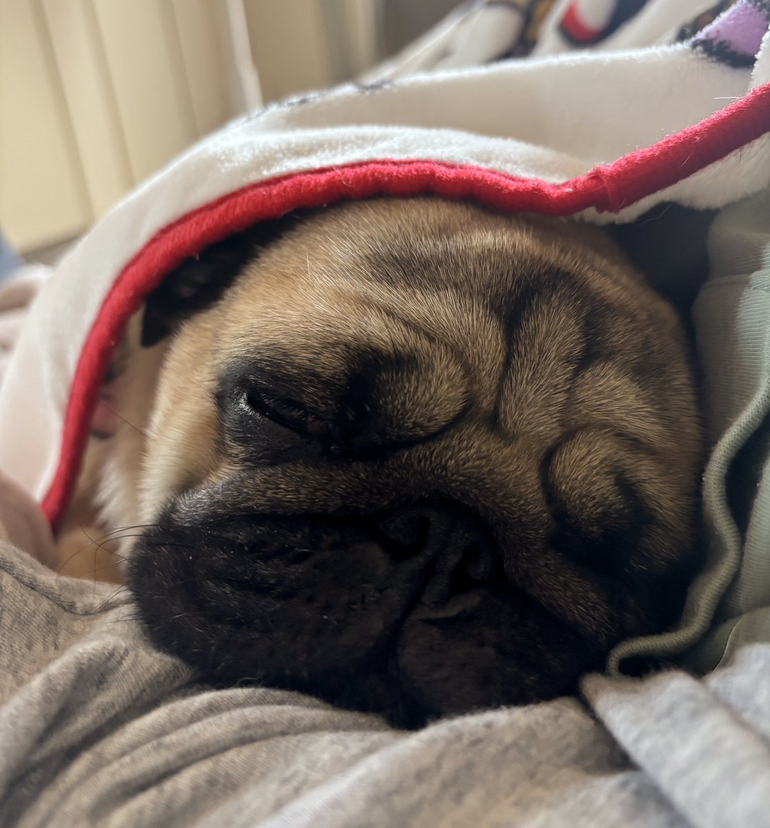 昼寝するお饅頭

#pup #パグ