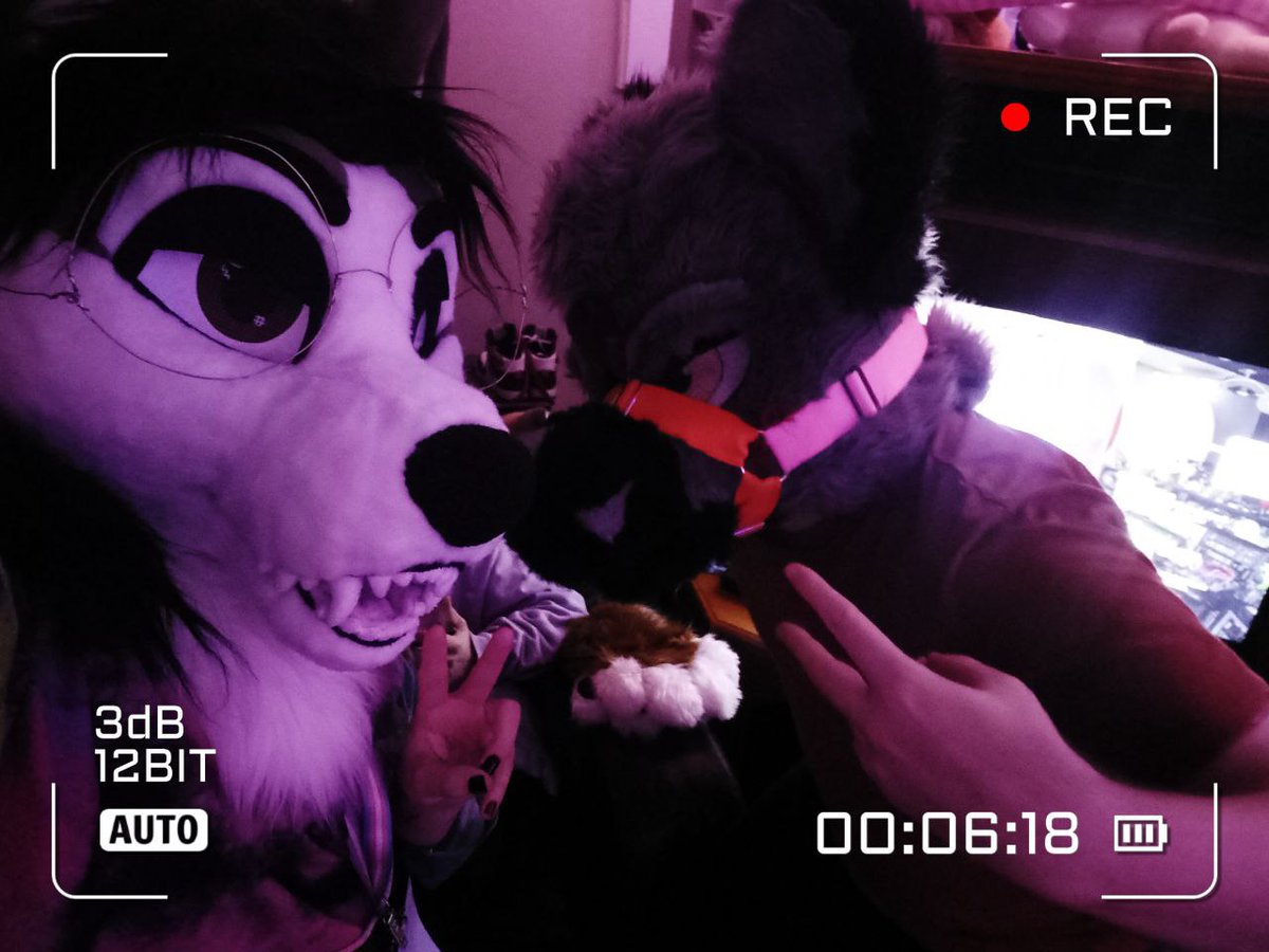 dogs irl for #fursuitfriday

📷: @.raynerthewolf on insta