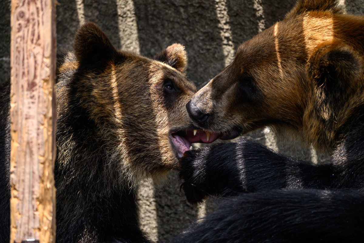 独特なスキンシップ
#浜松市動物園
#ヒグマ