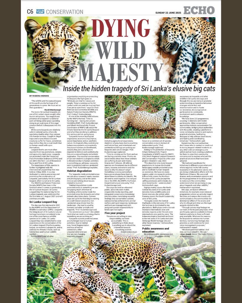 From camera traps to conservation corridors, the WNPS–LOLC #Leopard Conservation Project spans five diverse zones—uniting science, education, and community action to stop the silent extinction of Sri Lanka’s #wildcats
 
Read the feature in Ceylon Today bit.ly/45zCu5A