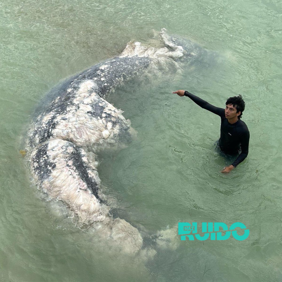 #HazRuido tweet media