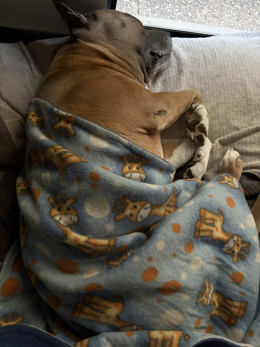 DiannaConstant2's tweet image. Don’t let the “Geoffrey the Giraffe”blankie fool you, I’m in full fight mode. There are builders next door and I’m protecting Mum. 🦒 🤣