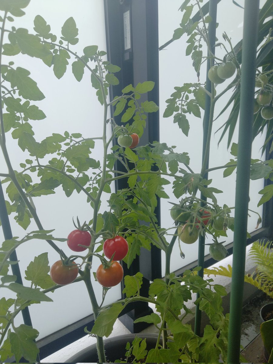 soultouchhiro's tweet image. 今日は夏至で太陽が一番高い日☀今年の夏至は特に強力で
色んな意味で膿出しも激しいですね💦
その揺さぶりは自分の本音と向き合うために必須な出来事なので
有り難く受け止めて陰陽のバランスをとりましょうね♪
今日は太陽の恵みに感謝しながら
赤やオレンジの食べ物を身体に取り入れましょうね🍅🥕