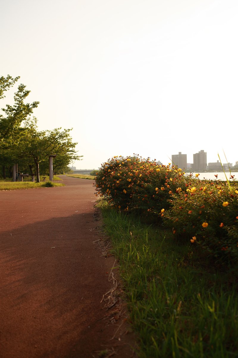 いつもの散歩道。枯れかけてるのに、逆光の力でやたらきれいだった #金糸梅。🙂