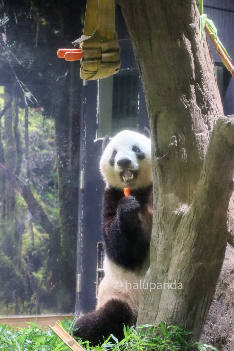ニンジン美味しいなぁと笑顔で食べるシャオ😋🥕お姉シャンとは大違い🤭
#シャオシャオ #上野動物園