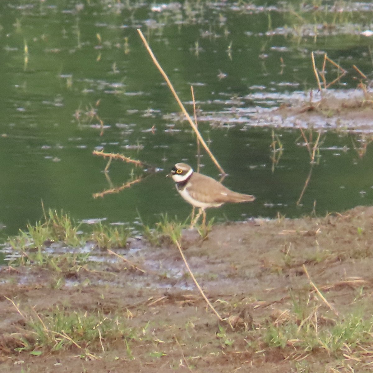 Rob Robertson (@bobby00651) on Twitter photo Great to see 3 LR Plover chicks yesterday morning confirming my first local breeding success in East Durham ๐<a href="/DurhamBirdClub/">Durham Bird Club</a> <a href="/durhamwildlife/">DurhamWildlifeTrust</a> <a href="/teesbirds1/">teesbirds</a> Great to see 3 LR Plover chicks yesterday morning confirming my first local breeding success in East Durham ๐<a href="/DurhamBirdClub/">Durham Bird Club</a> <a href="/durhamwildlife/">DurhamWildlifeTrust</a> <a href="/teesbirds1/">teesbirds</a>