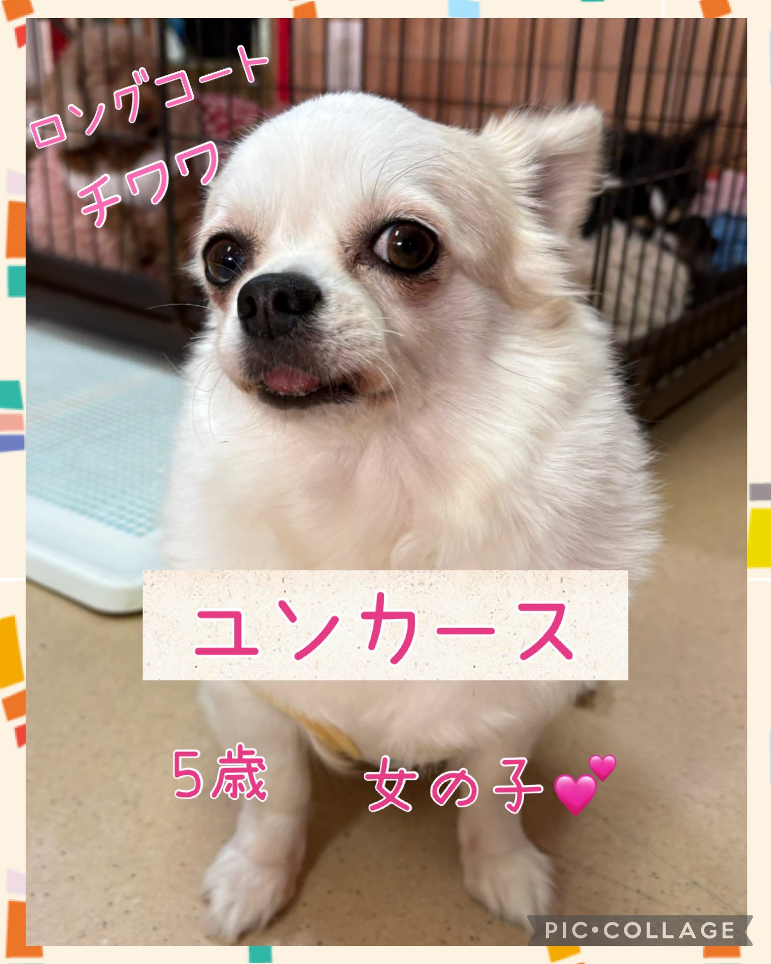 hogokencafe_tenjin on X: 