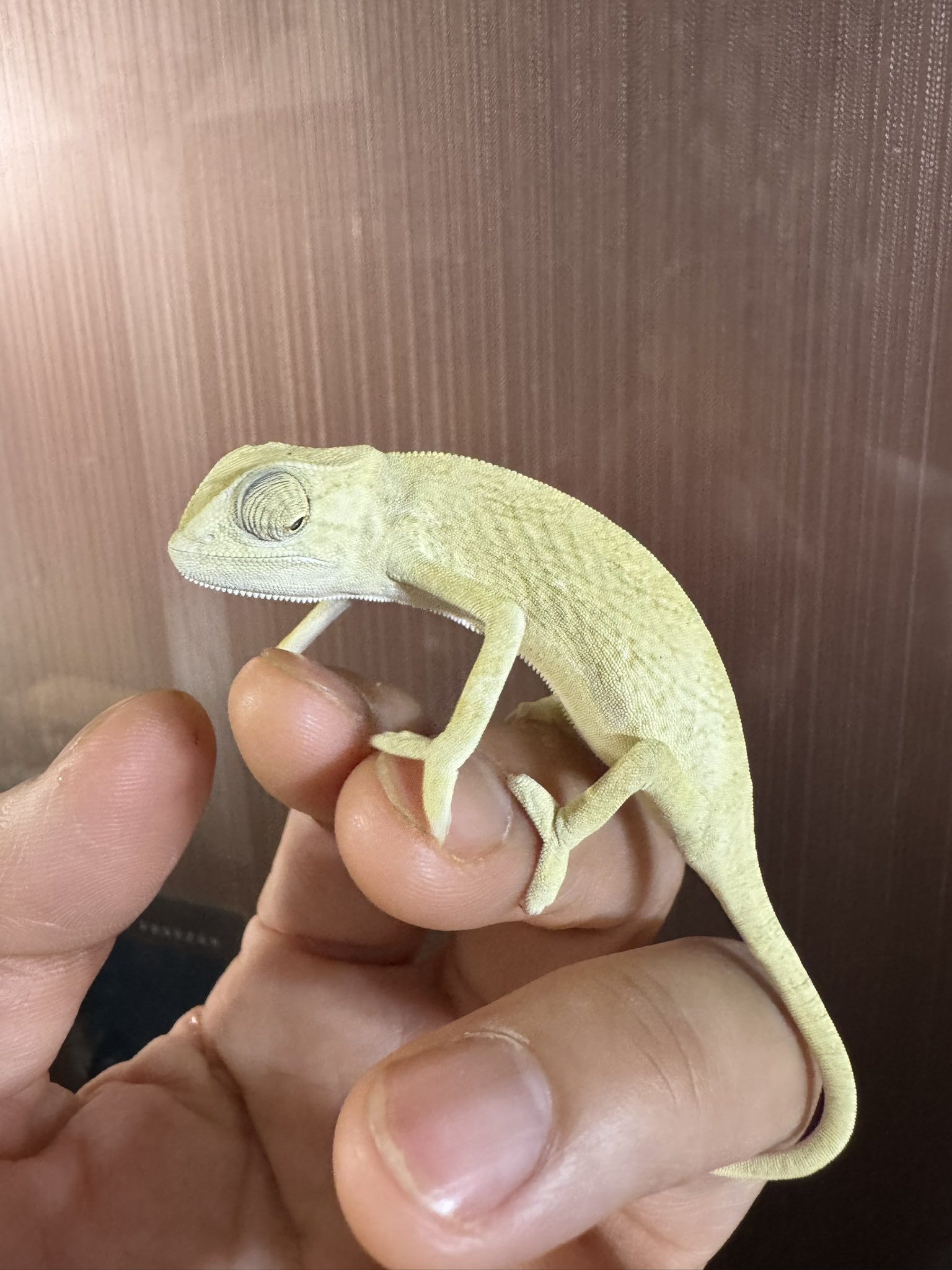 ヒ*ロ様 ☘️ スペシャルイベント☘️ラスト2☘️371 ❤️超希少【カメレオン カメレオン