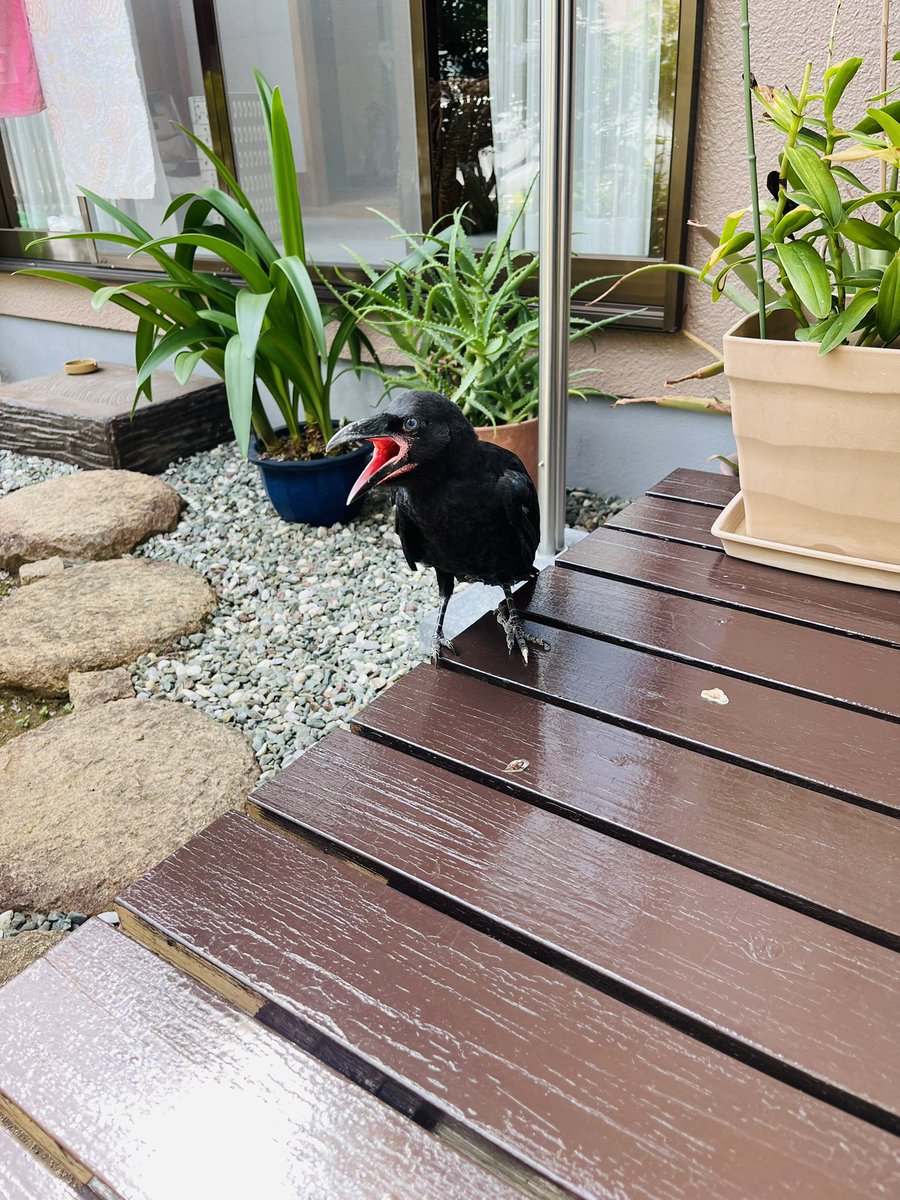hagipyong's tweet image. カラスがガラスに突っ込んできた💦
電線でカーカー鳴いてる🐦‍⬛🐦‍⬛に応えるわけでもなく、またツッコむ。全く帰る気配なし🐦‍⬛🪴