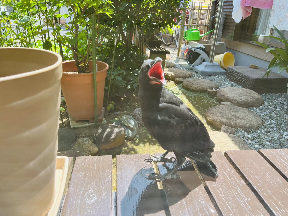 hagipyong's tweet image. カラスがガラスに突っ込んできた💦
電線でカーカー鳴いてる🐦‍⬛🐦‍⬛に応えるわけでもなく、またツッコむ。全く帰る気配なし🐦‍⬛🪴