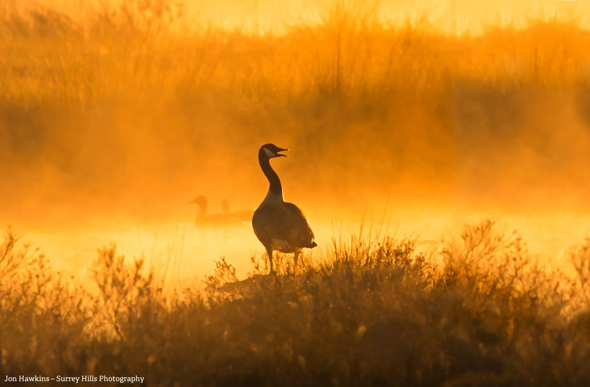 The Wildlife Trusts tweet media