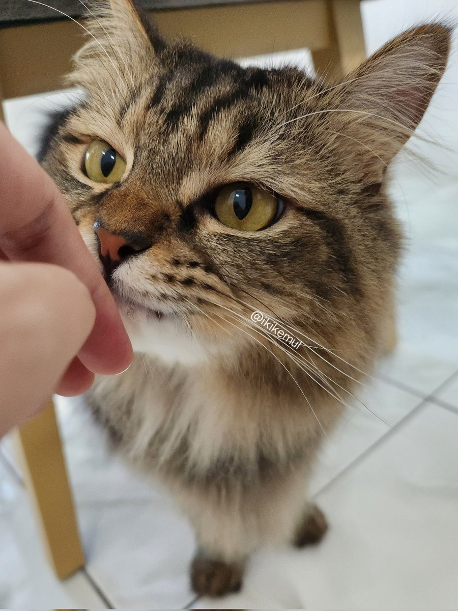 tangan bapak bau nuklir