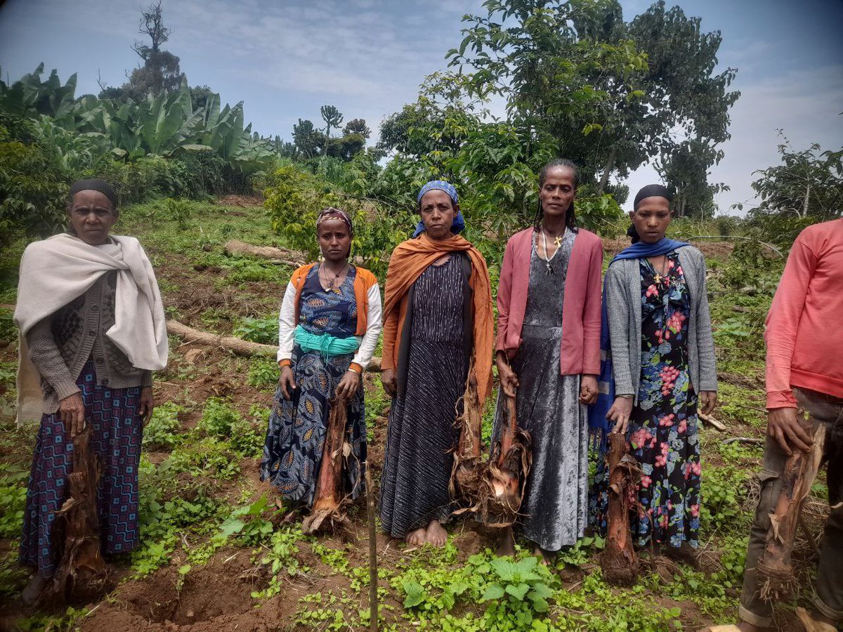 OSSREA (@ossrea) on Twitter photo 7,000 banana seedlings planted at #Sheda in Kaffa zone #Ethiopia as part of the empowering women #coffee producers through #agroforestry backed #climate finance schemes with the support of <a href="/AecidEtiopia/">AECID Ethiopia</a> 100 women coffee producers will benefit from the project.
#womenincoffee 7,000 banana seedlings planted at #Sheda in Kaffa zone #Ethiopia as part of the empowering women #coffee producers through #agroforestry backed #climate finance schemes with the support of <a href="/AecidEtiopia/">AECID Ethiopia</a> 100 women coffee producers will benefit from the project.
#womenincoffee