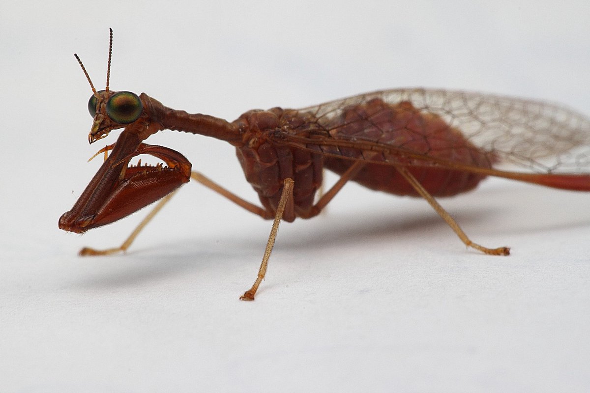 Mantisflies hold their forelimbs like an inept bumbling kid's attempt to draw a "real" praying mantis, it's cute!