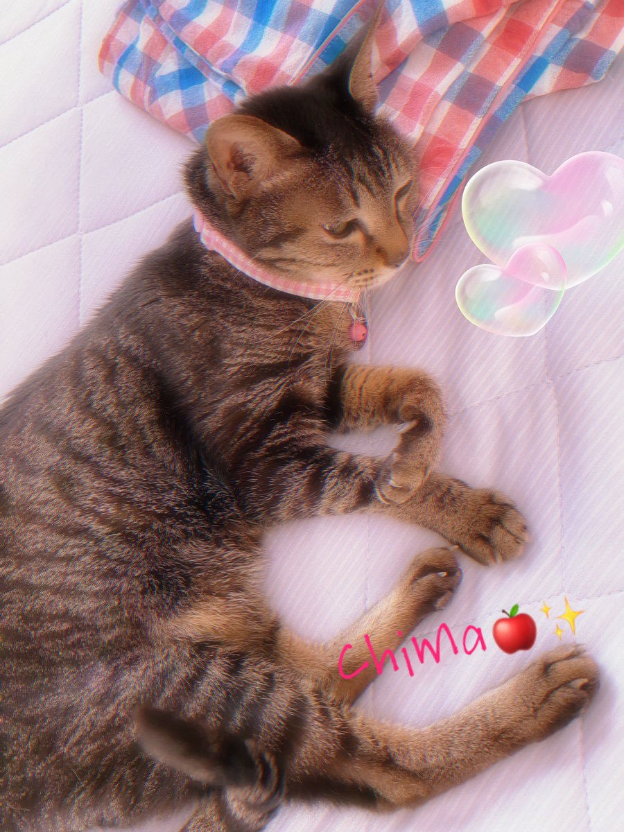 0320Betty_0810's tweet photo. 今日も
まるで真夏のような
梅雨の晴れ間𓂃◌𓈒𓐍

ママのパジャマを枕に
まったりにゃ🐾💕✨

エアコンさま♡
ありがとう❣️

                                   by ちま🐾🍎✨

#sippoわんにゃんアクション6月
#猫
#ねこ
#ねこかわいいね https://t.co/hwQ4reSFc2