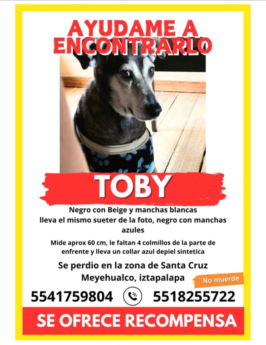 Zaid Padilla (@zaid_padilla) on Twitter photo Hola <a href="/Alina_Gag/">Alina</a> <a href="/HELA_MORE/">𝙷𝚎𝚕𝚊 𝙼𝚘𝚛𝚎 🐶</a> <a href="/firulaisasalvo/">Firulais a salvo</a> <a href="/FundacionToby/">Fundación Toby</a> <a href="/MundoPatitas/">Mundo Patitas AC</a> !!! Podrían ayudarme a difundir, no sabemos nada de él desde el lunes a mediodía, diario hemos salido a buscarlo pero sin éxito 🥹
Toby se extravío en la Alcaldía Iztapalapa. Hola <a href="/Alina_Gag/">Alina</a> <a href="/HELA_MORE/">𝙷𝚎𝚕𝚊 𝙼𝚘𝚛𝚎 🐶</a> <a href="/firulaisasalvo/">Firulais a salvo</a> <a href="/FundacionToby/">Fundación Toby</a> <a href="/MundoPatitas/">Mundo Patitas AC</a> !!! Podrían ayudarme a difundir, no sabemos nada de él desde el lunes a mediodía, diario hemos salido a buscarlo pero sin éxito 🥹
Toby se extravío en la Alcaldía Iztapalapa.