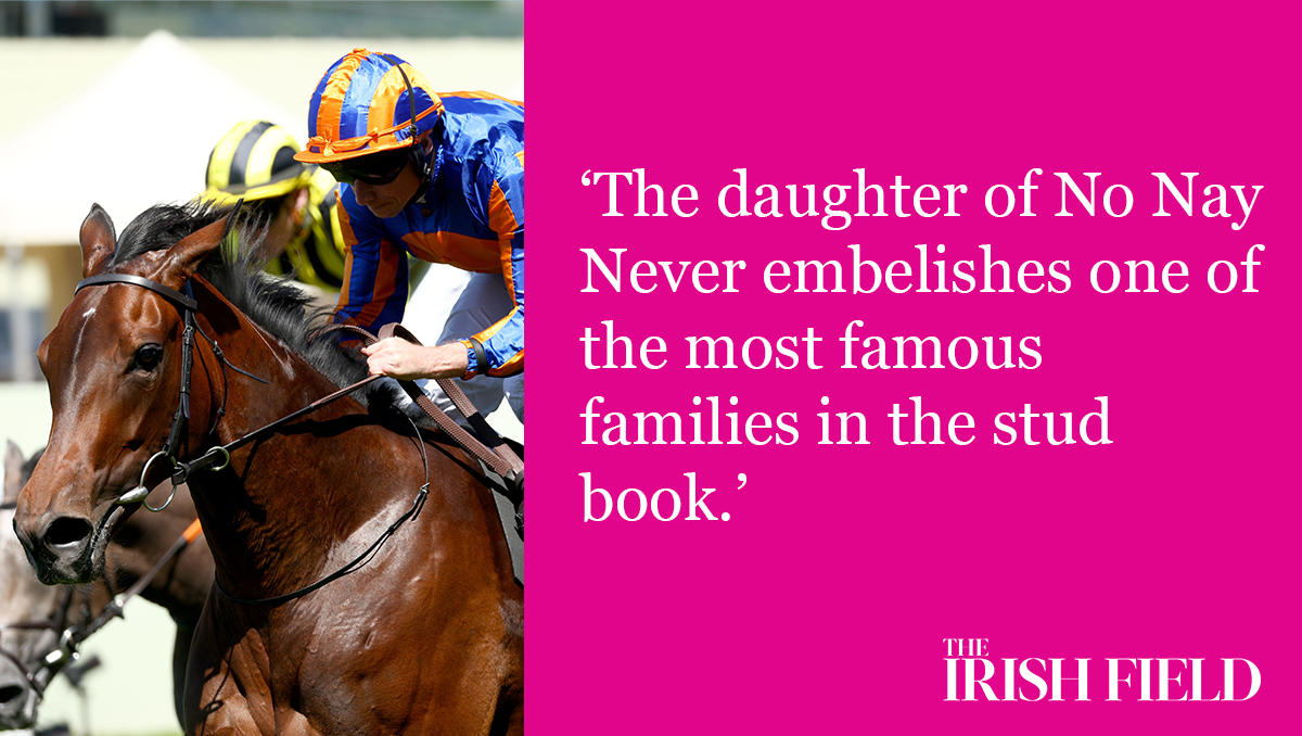 In The Irish Field this weekend, Leo Powell looks at the families of the seven winners on day two of the Royal Ascot meeting
<a href="/PowellLeo/">Leo Powell</a>