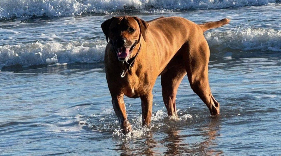 🌎Animal Watch (@animal_watch) on Twitter photo Owners urged to keep pets healthy in hot weather bbc.com/news/articles/… <a href="/BBCNews/">BBC News (UK)</a> #pets #heatwave Owners urged to keep pets healthy in hot weather bbc.com/news/articles/… <a href="/BBCNews/">BBC News (UK)</a> #pets #heatwave