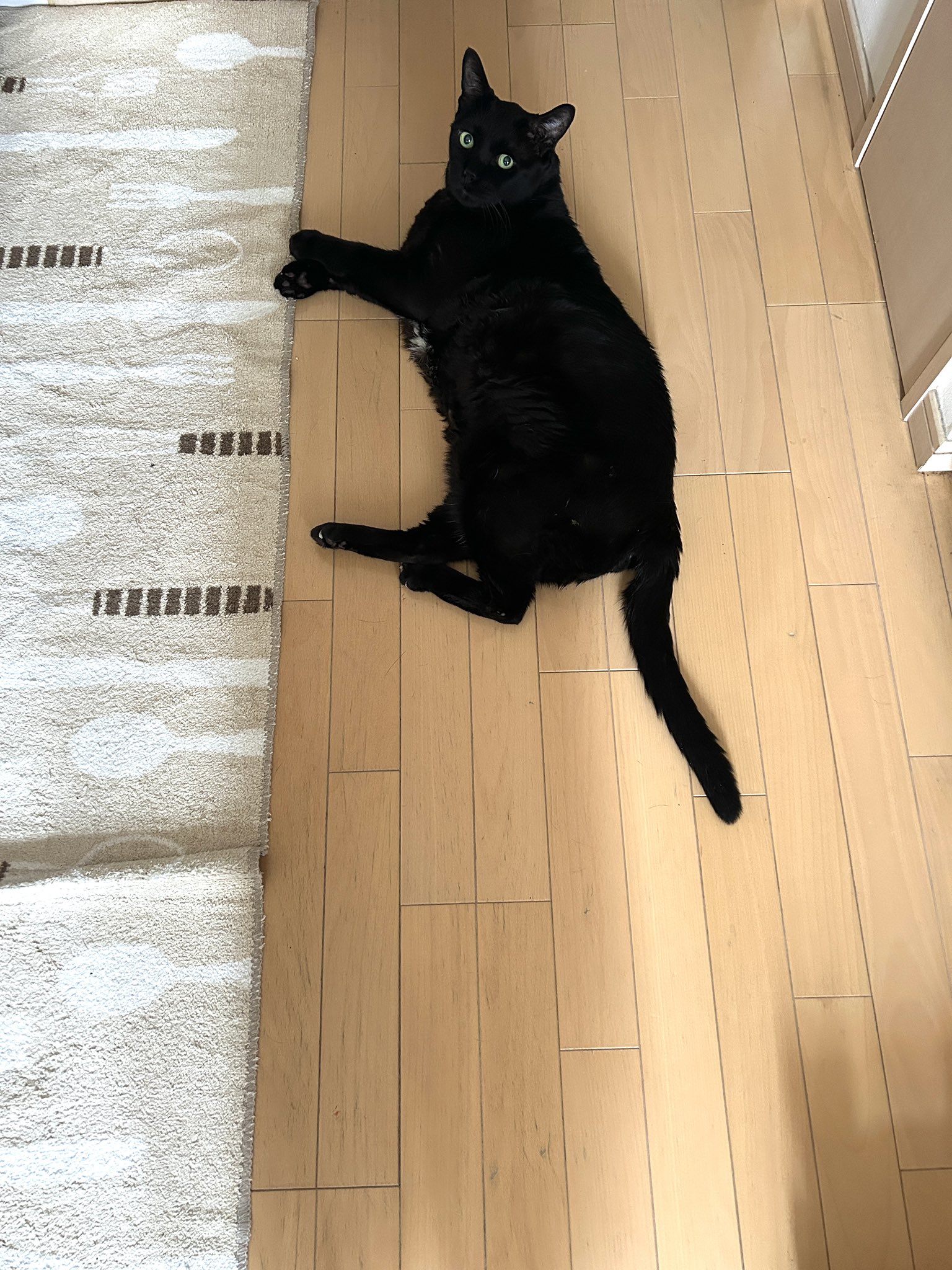 かずよん🐈‍⬛黒猫りゅう🔜S27🌟6/14.15にゃんだらけ大阪 on X