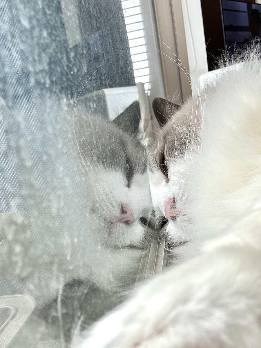 ガラスで冷えピタ

#ねこ #猫 #cat
